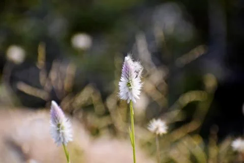 Snap of white flowers Stock Photos