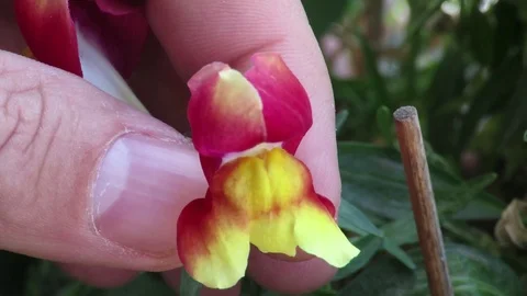 Snapdragon flower Stock Footage 94757982