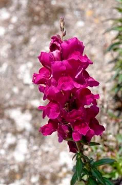 Snapdragon flower Stock Photos
