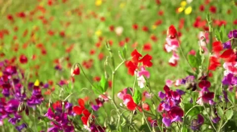 Snapdragon flowers Vidéo 53038606