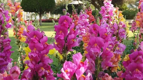 Snapdragon flowers Stock Footage 104421636