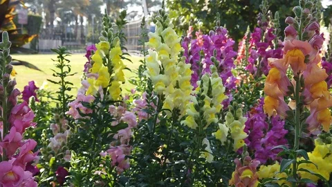 Snapdragon flowers Stock Footage 104483301