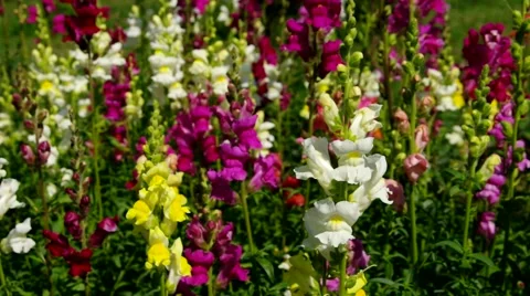 Snapdragon flowers in summer Stock Footage 52116574