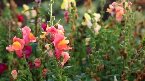 Snapdragon flowers in the wind. Bumblebee pollinates flowers Stock Footage 230066454