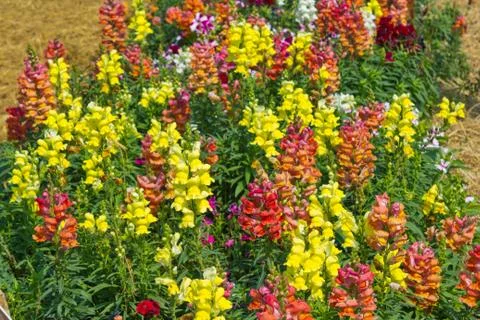 Snapdragon Stock Photos