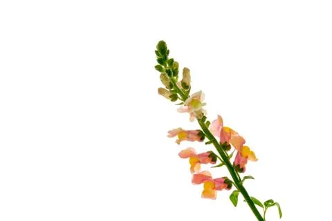 Snapdragon Stock Photos