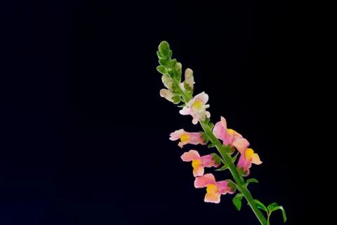 Snapdragon Foto stock