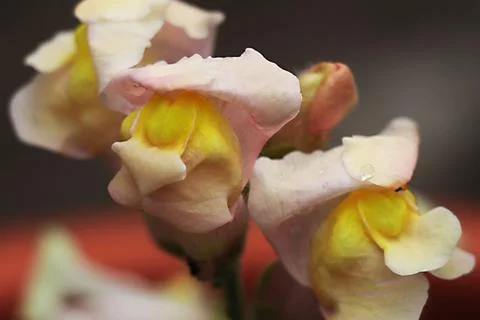 Snapdragon Stock Photos