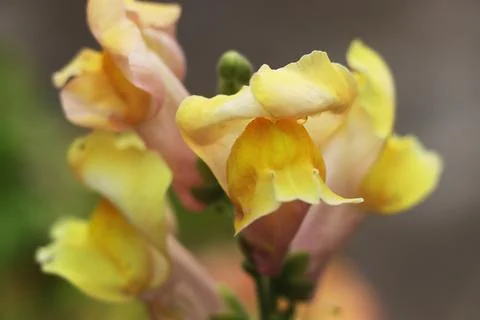 Snapdragon Stock-Fotos