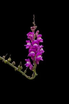 Snapdragon Stock Photos