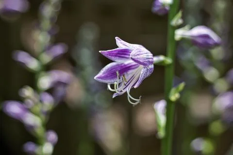 Snapdragon Stock Photos