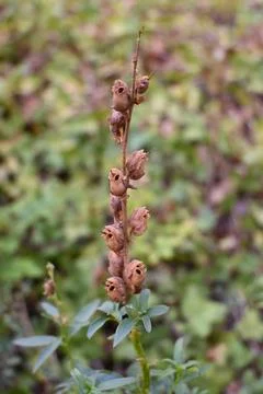 Snapdragon seed capsules on a stem Stockfoto's