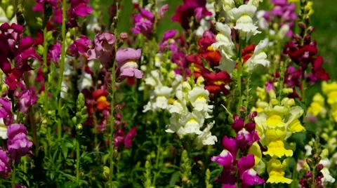 Snapdragon in summer Stock Footage 60446593