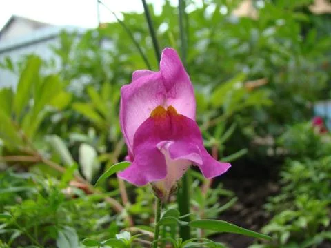 Snapdragons Stock Photos