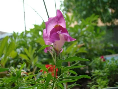 Snapdragons Stock Photos