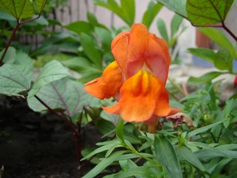 Snapdragons Foto stock