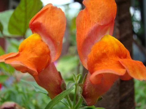 Snapdragons Stock Photos