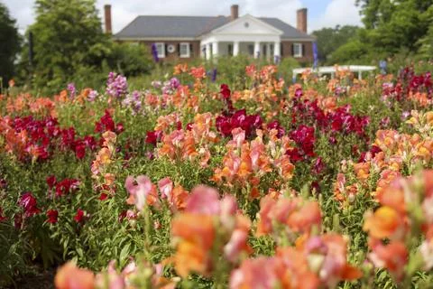 Snapdragons Stock Photos