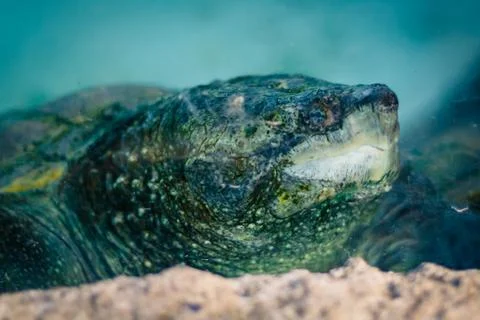 Snaping tourtle Stock Photos