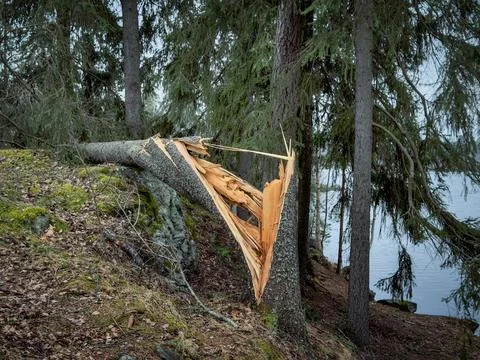 Snapped conifer trunk resting on mossy granite boulder in temperate forest Stock Photos