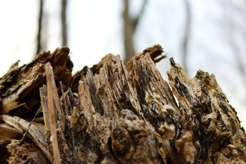 Snapped Tree Stock Photos