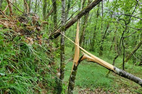 Snapped Tree. Stock Photos