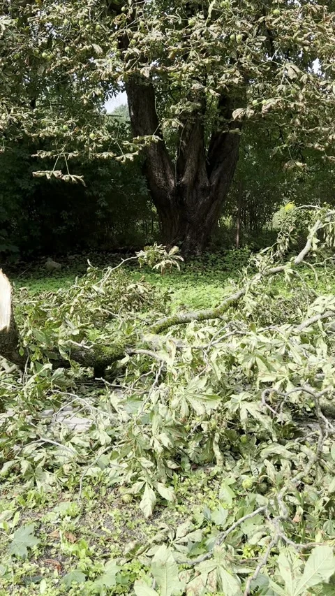 Snapped Tree Trunk and Fallen Branches in Green Park, Vertical Video Stock Footage 345043129