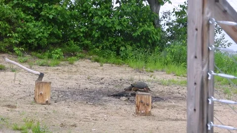 Snapper Advances Toward a Lakeside Firepit to Investigate Stock Footage 325635148