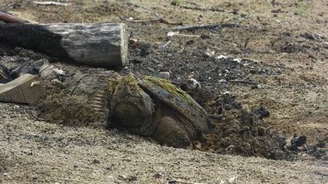 Snapper Begins Nesting Dig in Charred Firepit Debris Stock Footage 325635171