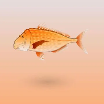 Snapper on colored background illustration Illustrazione stock
