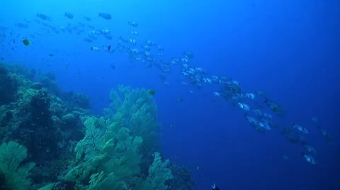 Snapper on a coral reef Stock Footage 51297257