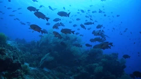Snapper on a coral reef Stock Footage 51297262