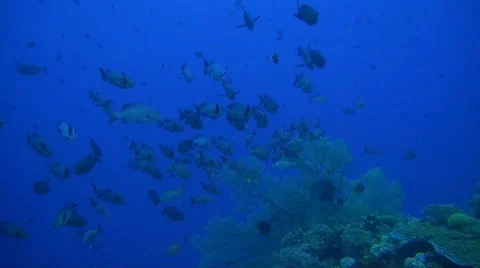 Snapper on a coral reef Stock Footage 51484929