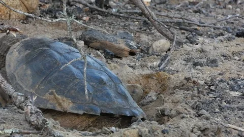 Snapper Digging Deep Through Charred Firepit Sand and Ash Layers Stock Footage 325633742