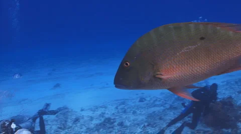 Snapper with divers Видео 5090907