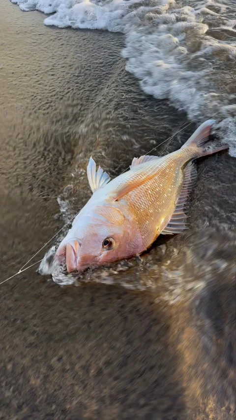 Snapper fish caught on the beach at dusk... | Stock Video | Pond5
