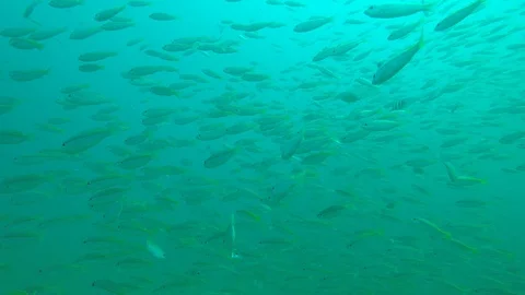 Snapper fish Stock Footage 85547051