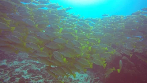 Snapper fish 動画素材 87208748