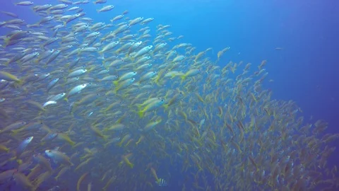 Snapper fish Vídeo Stock 87234635
