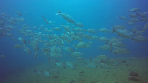 Snapper fish Video stock 87236042