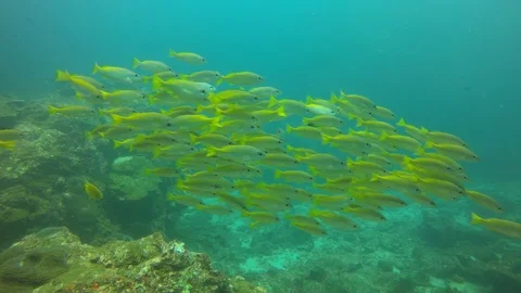 Snapper fish Vídeo Stock 99088527
