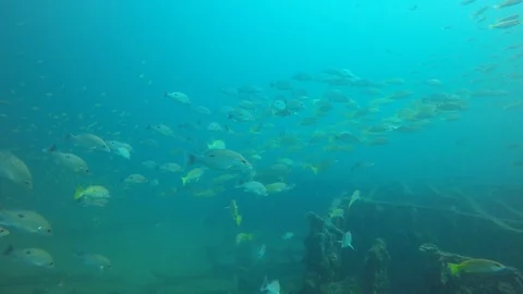 Snapper fish Stock Footage 99557681