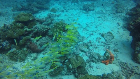 Snapper fish Stock-Footage 99585465