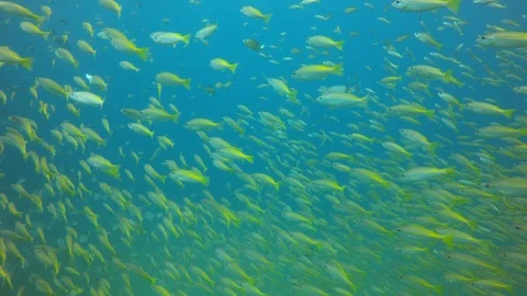Snapper fish Stock-Footage 102706373