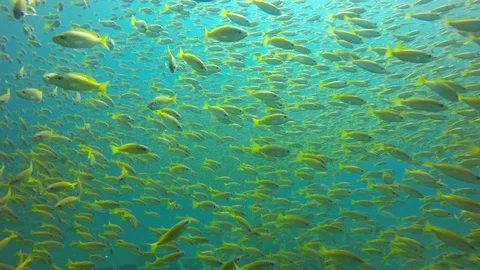 Snapper fish Stock Footage 103679761
