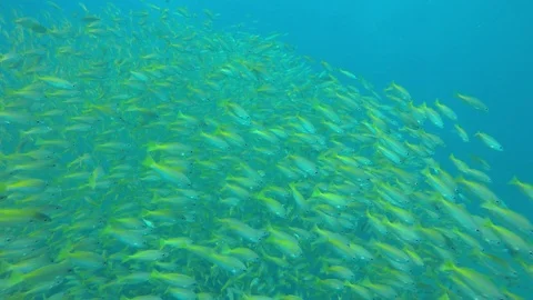 Snapper fish Stock Footage 103680118