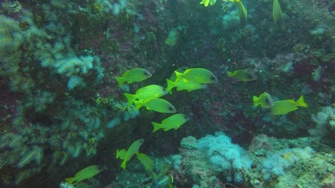 Snapper fish Stock Footage 105139237