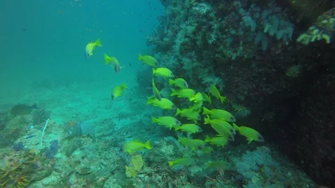 Snapper fish Stock Footage 105139394
