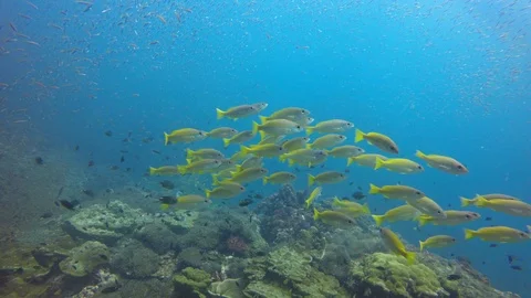 Snapper fish Stock Footage 105139537