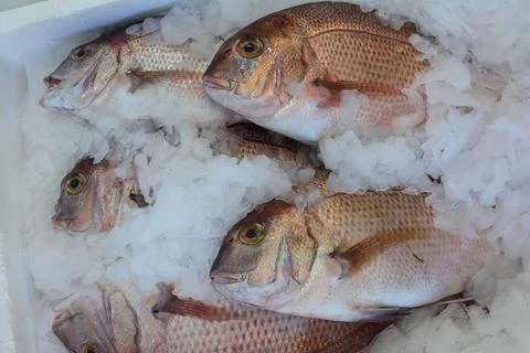 Snapper fish on ice Stock Photos
